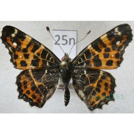 Araschnia levana (Linnaeus, 1758) male form Rusałka kratkowiec Poland25n
